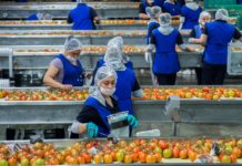 SDAyR y CIMMYT garantizan la producción de alimentos en el Estado