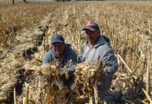 Quemar el esquilmo o rastrojo provoca daños a la salud y al medio ambiente