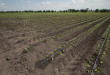 SDAyR apoya a productores a través de avisos de siembra