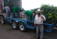 ENTREGA DE FRUTALES CÍTRICOS EN EL ESTADO
