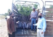 SDAyR REALIZA ENTREGA DE PLANTAS DE NOGAL EN EL ESTADO