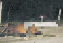 Fatal accidente deja un muerto y cuatro menores de edad gravemente lesionados