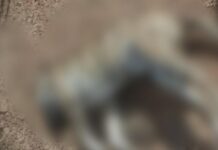 Reportan más casos de perros envenenados, esta vez en la comunidad de Santa Catarina