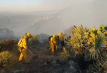 Continúan las labores para controlar incendio forestal en Rincón de Ortega