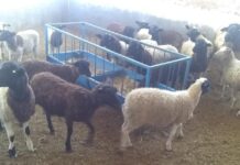 Elementos de Seguridad Pública y afectados recuperan 40 ovinos que habían sido robados