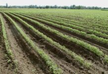 Es Guanajuato principal productor de zanahoria del país