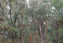 Oficiales de Seguridad Publica ubican y ponen bajo resguardo cohetones abandonados