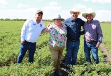 Impulsa SDAyR producción de semilla de garbanzo mejorada