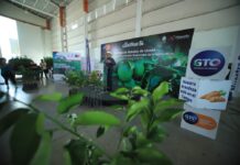 Impulsa SDAyR producción de limón con 168 mil plantas sembradas