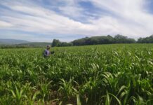 Protegen 370 mil hectáreas de maíz de plagas y enfermedades