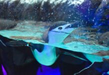 Acuario del Bajío se transforma a Sealand León