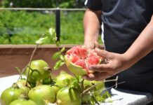 El municipio de Apaseo el Alto alista su “Feria de la Granada”