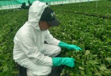 Invita SDAyR a reforzar medidas contra la Pestalotia