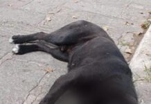 En San Felipe continúan envenenando a perritos