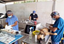 SSG anuncia Jornada masiva de 500 esterilizaciones de perros y gatos en la capital y municipios de la región