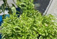 Ocampo implementa huertos sustentables