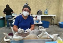 SSG cuenta con 23 médicos veterinarios que colaboran en el desarrollo de estrategias de salud pública