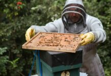 Se fortalece la apicultura de Guanajuato