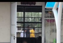 SEG, SNTE, Voluntariado y Gobierno Municipal unen esfuerzos para rehabilitar escuela primaria afectada en San Pedro de Ibarra