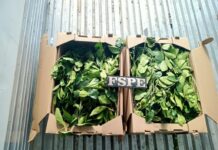 Recupera Secretaría de Seguridad y Paz camión refrigerado con 2 mil 700 productos agrícolas en el municipio de Ocampo