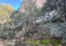 PAOT invita a evitar el uso de musgo y heno en temporada navideña