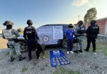 Asegura Unidad Canina K9 más de 600 dosis de droga y detiene a una persona en Irapuato